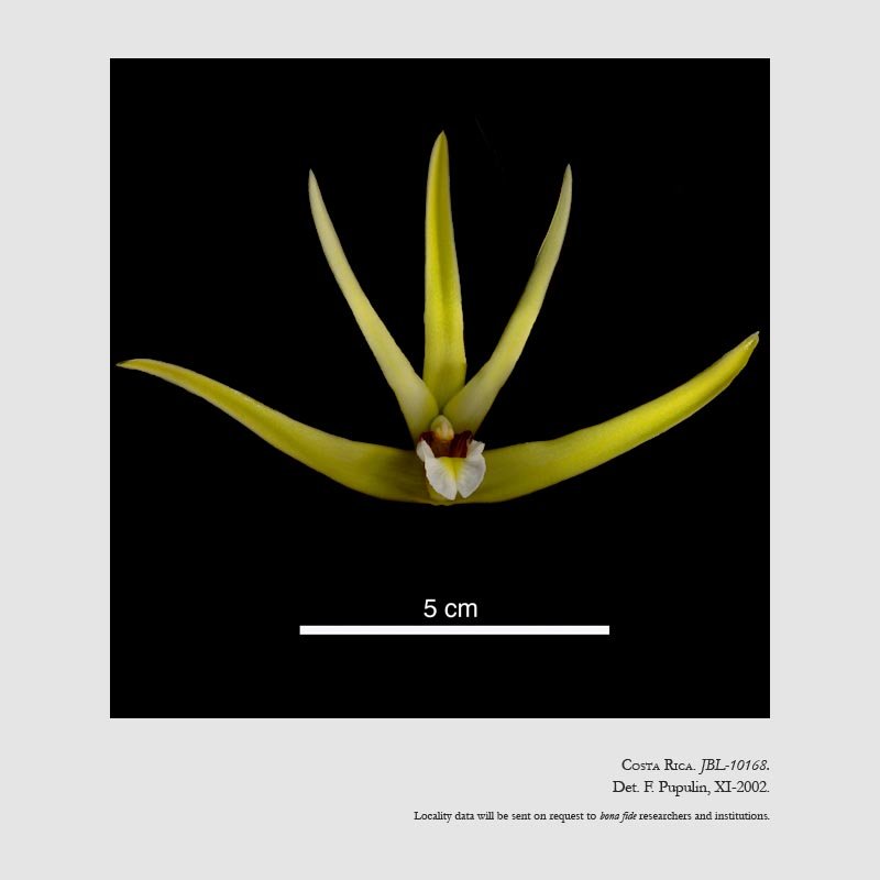 Maxillaria endresii